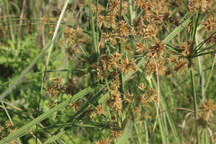 Cyperus vorsteri