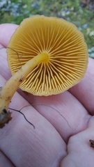 Chrysomphalina chrysophylla