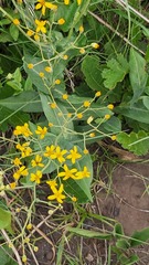 Senecio latifolius