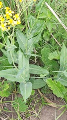 Senecio latifolius
