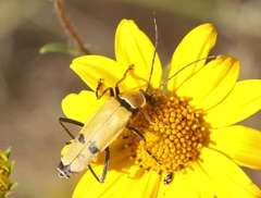 Chauliognathus misellus