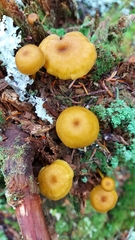 Chrysomphalina chrysophylla
