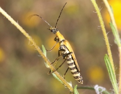 Chauliognathus misellus