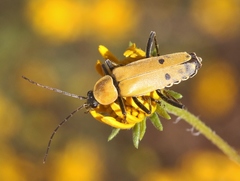 Chauliognathus misellus