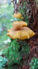 Chrysomphalina chrysophylla