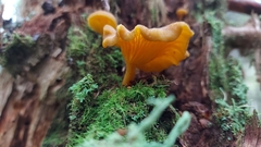 Chrysomphalina chrysophylla