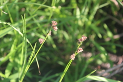 Scleria catophylla
