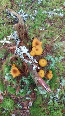 Chrysomphalina chrysophylla