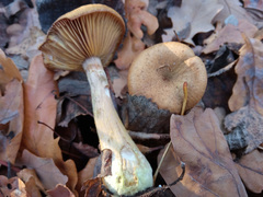 Armillaria cepistipes