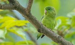 Forpus conspicillatus