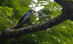 Melanerpes formicivorus
