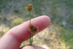 Juncus brachycarpus