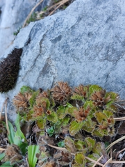 Teucrium pyrenaicum