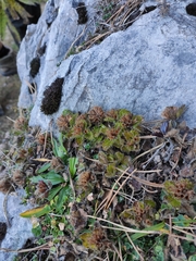 Teucrium pyrenaicum