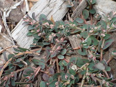 Euphorbia maculata