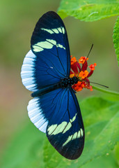 Heliconius eleuchia eleuchia