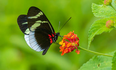 Heliconius eleuchia eleuchia