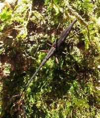 Lasiorhynchus barbicornis