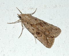 Anumeta palpangularis