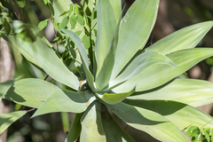 Agave mitis