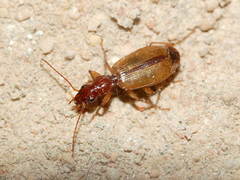 Cymindis accentifera