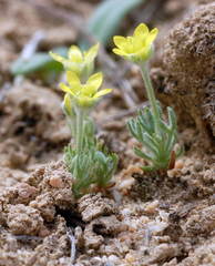 Ceratocephala falcata