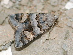 Drasteria christophi