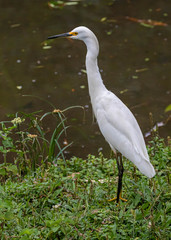 Egretta thula