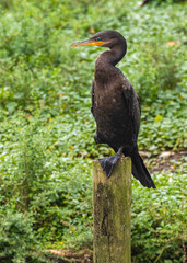 Nannopterum brasilianum