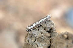 Ethmia vittalbella