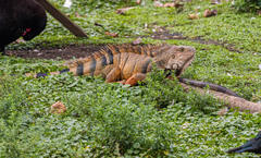 Iguana iguana