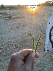 Acacia crombiei