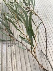 Acacia crombiei