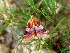 Periphanes delphinii