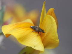 Brachyleptus