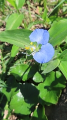 Commelina erecta