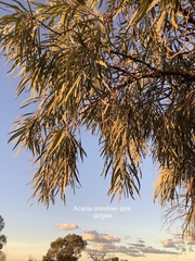 Acacia crombiei