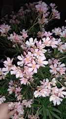 Nerium oleander
