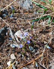 Comastoma malyschevii