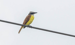 Pitangus sulphuratus