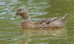 Anas platyrhynchos domesticus