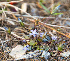Comastoma malyschevii