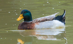 Anas platyrhynchos domesticus