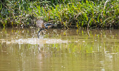 Chloroceryle americana