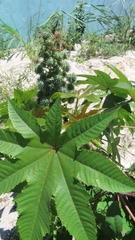 Ricinus communis