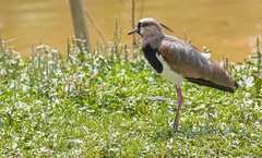 Vanellus chilensis