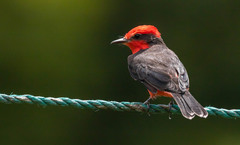 Pyrocephalus rubinus