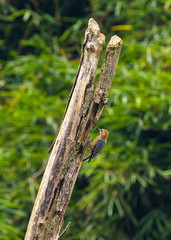 Melanerpes rubricapillus