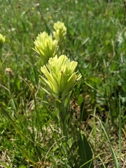 Castilleja pulchella