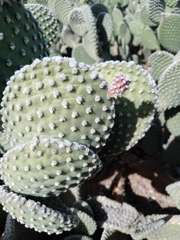 Opuntia microdasys